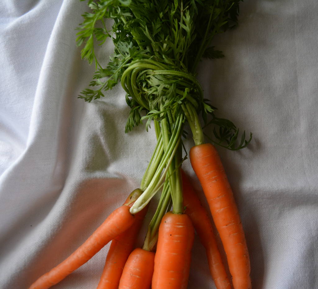 Valley Flora Farm Carrot Tops in a Knot